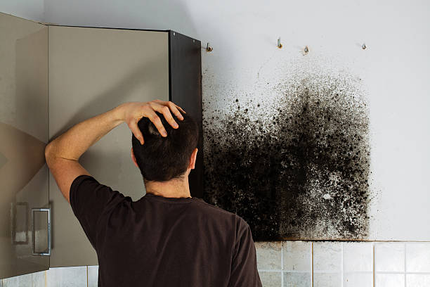 Best Kitchen Mold Remediation in Bull Shoals, AR