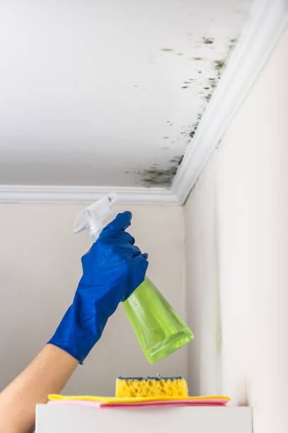 Best Bathroom Mold Remediation in Bull Shoals, AR